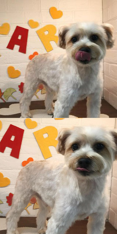 新宿二丁目のマロンちゃん｜新宿区曙橋のペットサロン ぱろ｜トリミング・ペットホテル・ペット用品販売