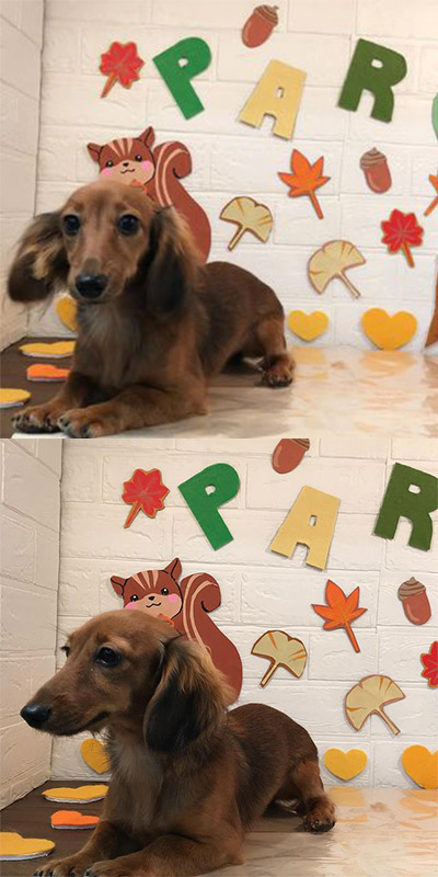 ノアちゃん｜新宿区曙橋のペットサロン ぱろ｜トリミング・ペットホテル・ペット用品販売